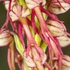 Man Orchid (Orchis anthropophorum synonymous with  Aceras anthrophorum) 