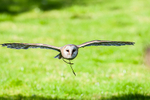 Caramel the European Barn Owl