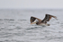 Peruvian Pelican flying near Chanaral Island, Chile