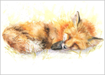 Sleepy Fox Limited Edition Print 414