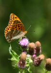 Silver-Washed Fritillary