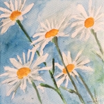 White daisies