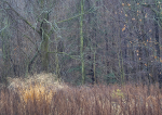 WINTER RAIN, 2017 - NORFOLK COUNTY