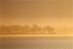 Bassenthwaite Trees