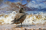 Wigeon
