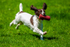 Springer Spaniel_6126