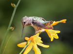 Anna's considers crocosmia