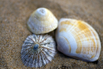 Seashells - 6240