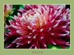 Dahlia 'Akita'