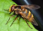 Volucella inanis
