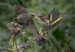Pine Siskins fighting over thistle