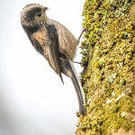 BBG-09-Long-tailed Tit, Botanic Gardens, Glasgow