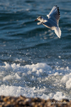Black-headed Gull hovering over a breaking wave