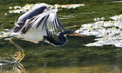 Tri-Colored-Heron _0041