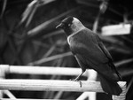 Jackdaw