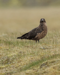 Great Skua on grass, Jokulsarlon, Iceland