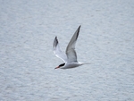 Common Tern