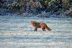 Red Fox