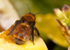 Andrena fulva (f)