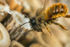 Osmia bicornis (f)