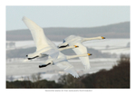 Whooper Swans