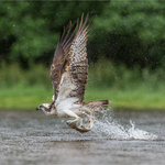 Osprey Takeaway