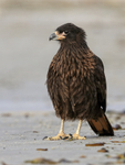 Striated Caracara standing upright & still, Carcass Island, Falklands