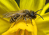 Andrena flavipes (m)