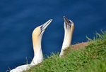 Gannets