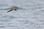 Galapagos Petrel portfolio