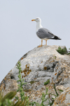 Yellow-legged Gull portfolio