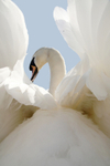 Urban swans portrait, Bristol