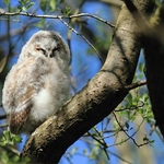 Tawny Owl