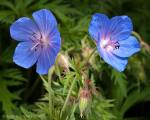 Meadow Crane's-bill (02)