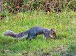 Grey Squirrel