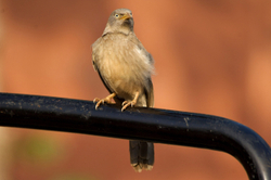 Bird at Ranthambore, Rajasthan
