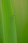 In the world of Damselflies