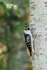Downy Woodpecker showing tail spots, Minnesota, USA