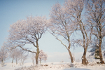 Snow, Streatham campus, University of Exeter