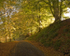 Autumn Lane