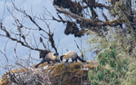 Yellow-throated Marten