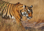 Royal bengal tiger - 2