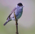 Blackcap