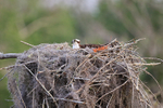 Osprey sitting on nest, Blue Cypress Lake, Florida