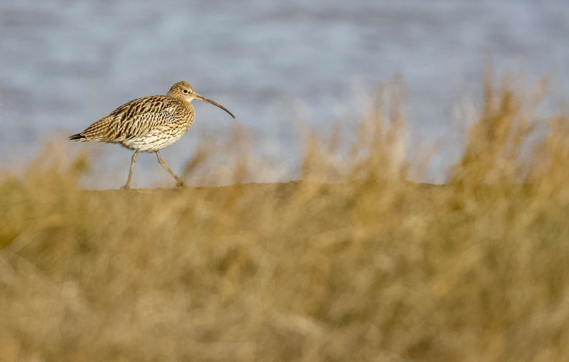 Eurasian Curlew - Dee Estuary - North Wales
