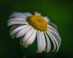 Daisy and Dew