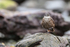 Seaside Cinclodes standing on one leg, Chile