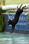 Dogs portfolio