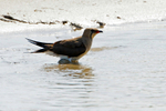 Collared Pratincole
