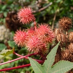 Castor oil plant  (Ricinus communis) also called the the castor bean